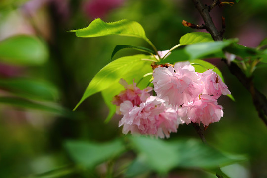 櫻花