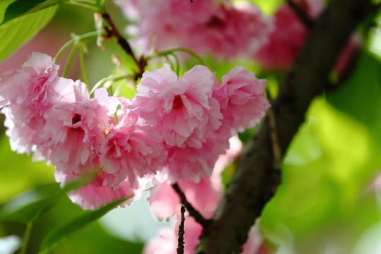 櫻花