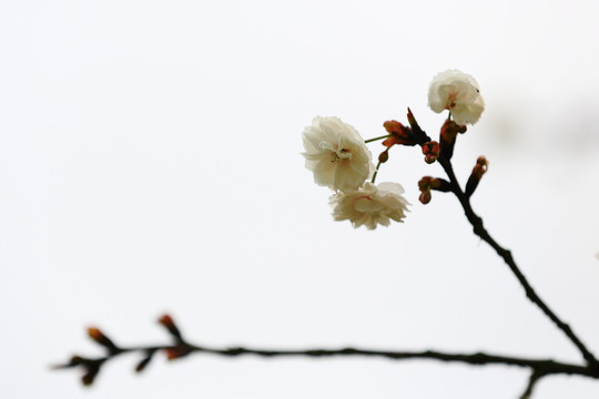 櫻花