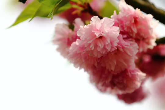 櫻花
