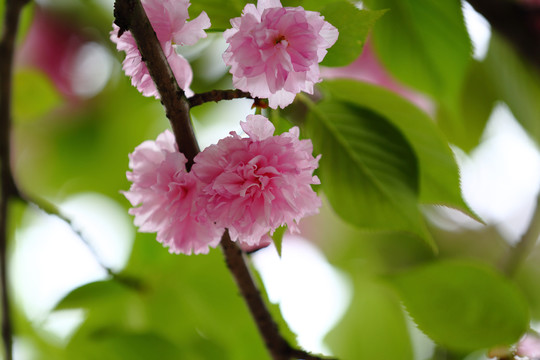 櫻花