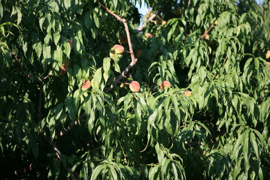 蟠桃樹