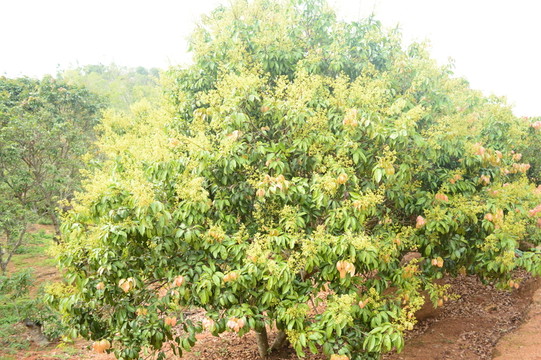 荔枝樹(shù)