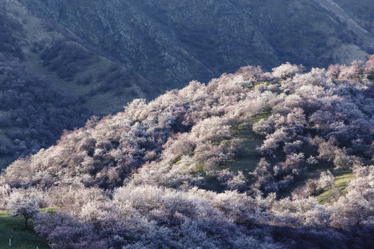 山野