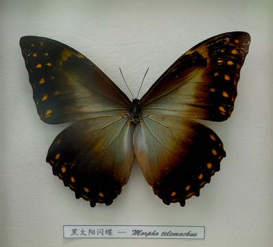 黑太陽閃蝶標(biāo)本