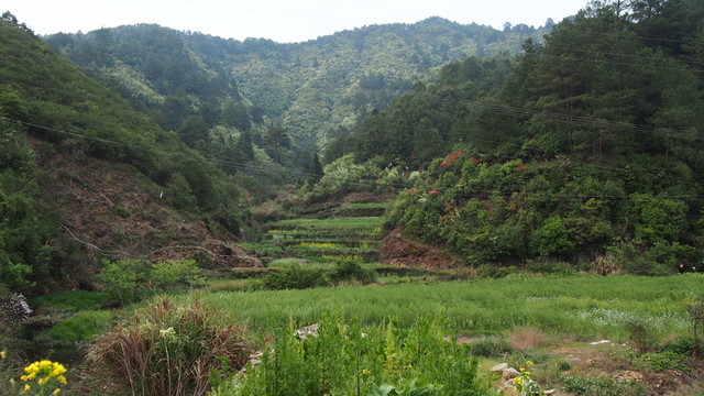 田野