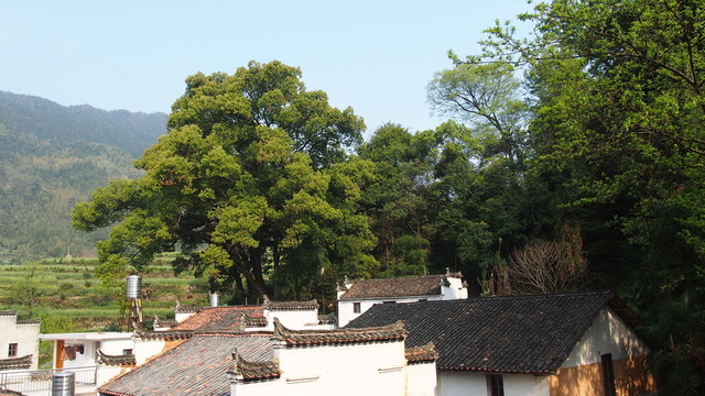 大樹下