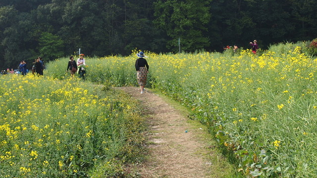 田間小路