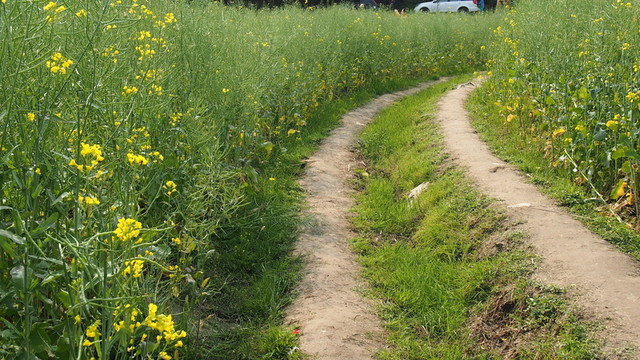 田間小路