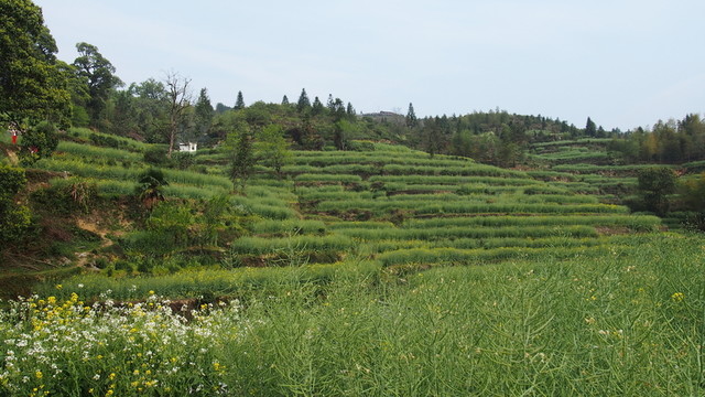 梯田