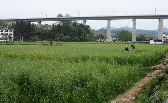 油菜地