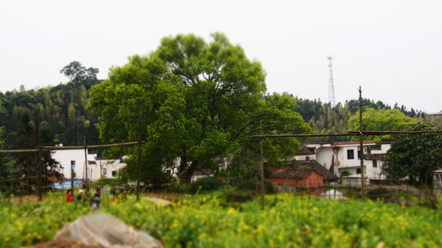 婺源風(fēng)景