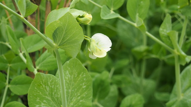 豌豆