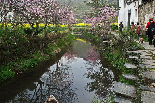油菜倒影