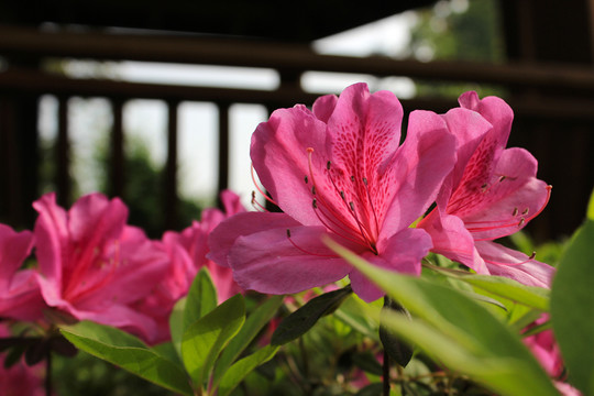 杜鵑花影