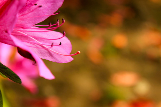 紅杜鵑
