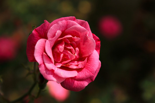 月季花