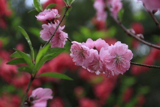 桃花