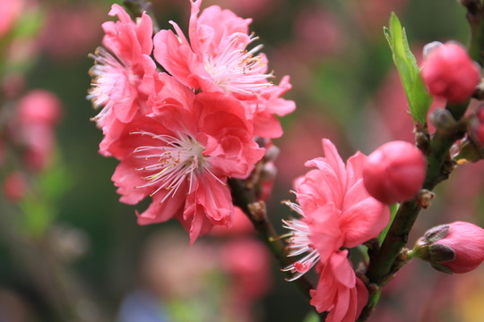 桃花