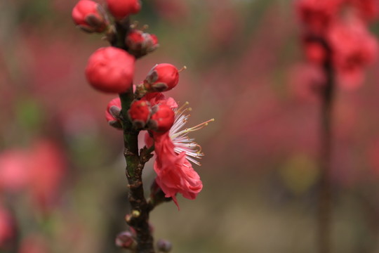 桃花