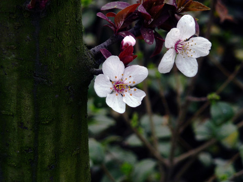 李子花