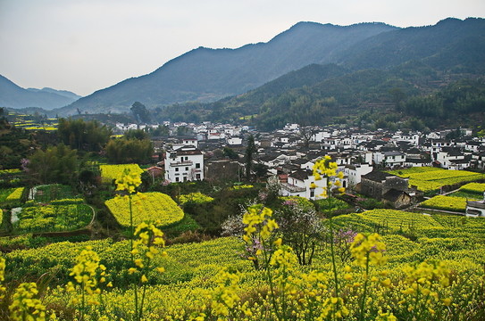 油菜花民居