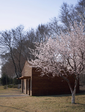 木屋 桃花