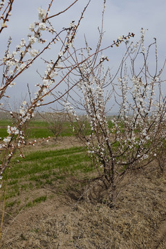杏樹(shù)