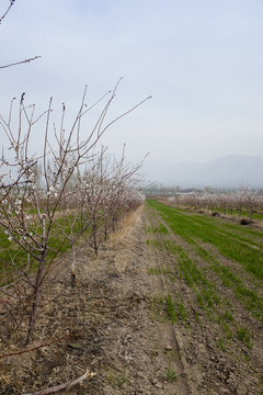 田野