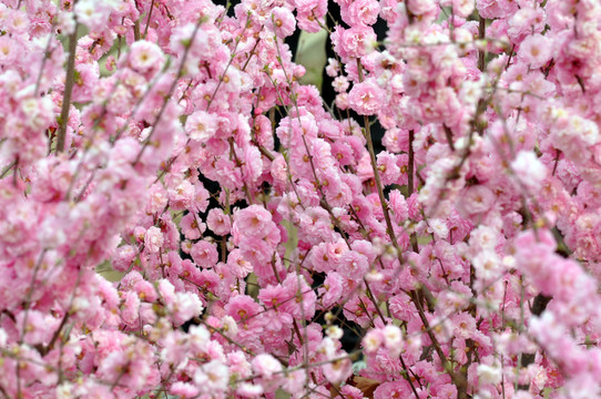 花卉