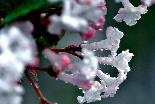 丁香花