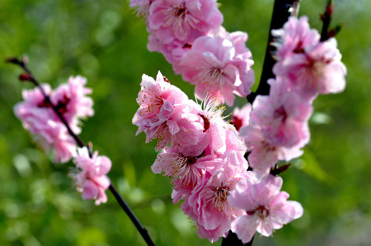 桃花