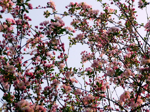 繁花似錦