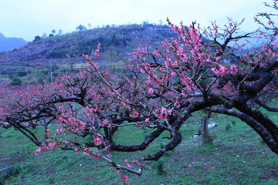桃花