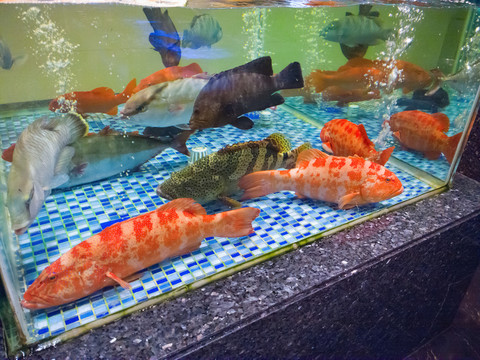 海鮮缸