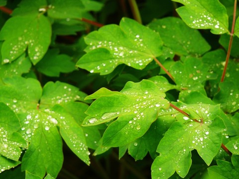 綠葉和雨滴