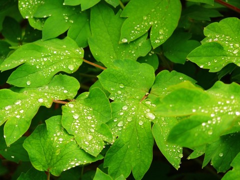 樹(shù)葉露水