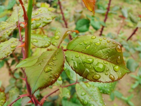 樹葉上的雨滴