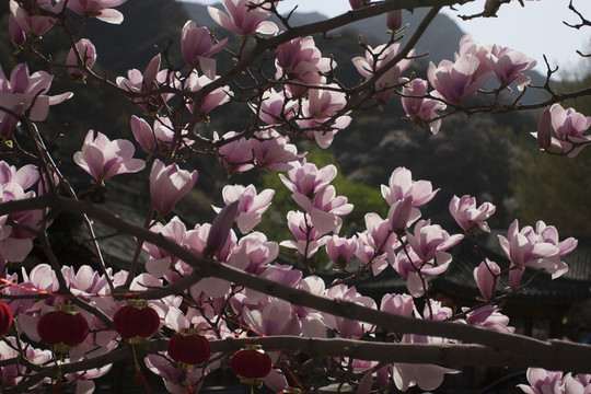玉蘭花