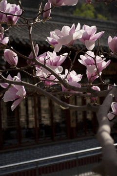玉蘭花
