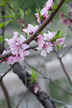 桃花盛開