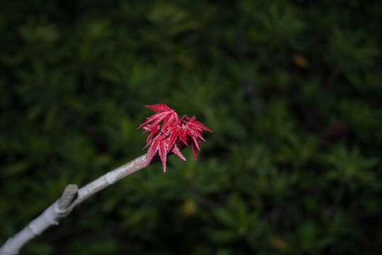 發(fā)芽的紅楓