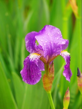 鳶尾花
