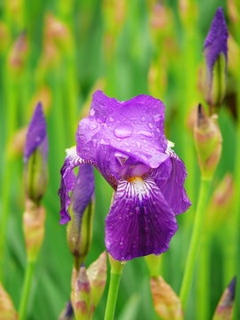 鳶尾花