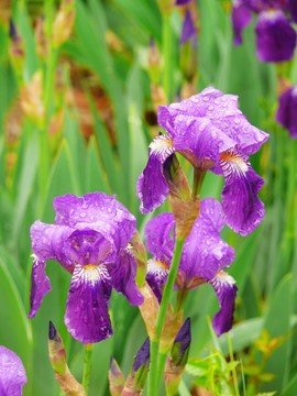 鳶尾花