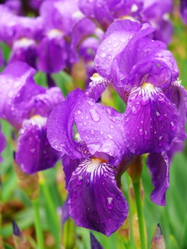 鳶尾花