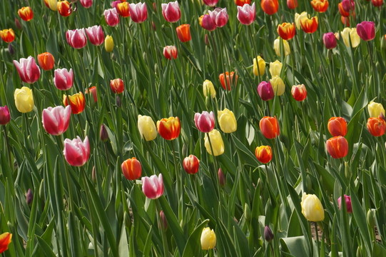 五彩斑斕的郁金香花海