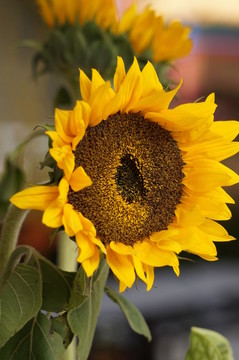 向日葵太陽花Sunflower
