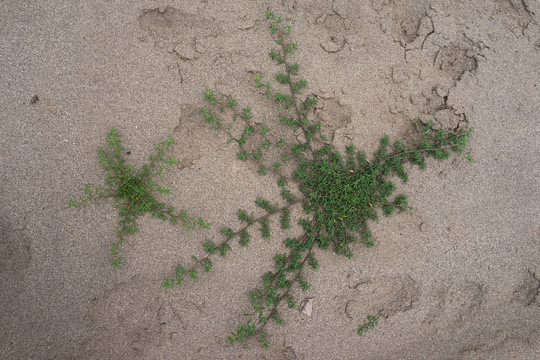 沙漠綠洲