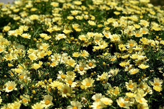 野菊花
